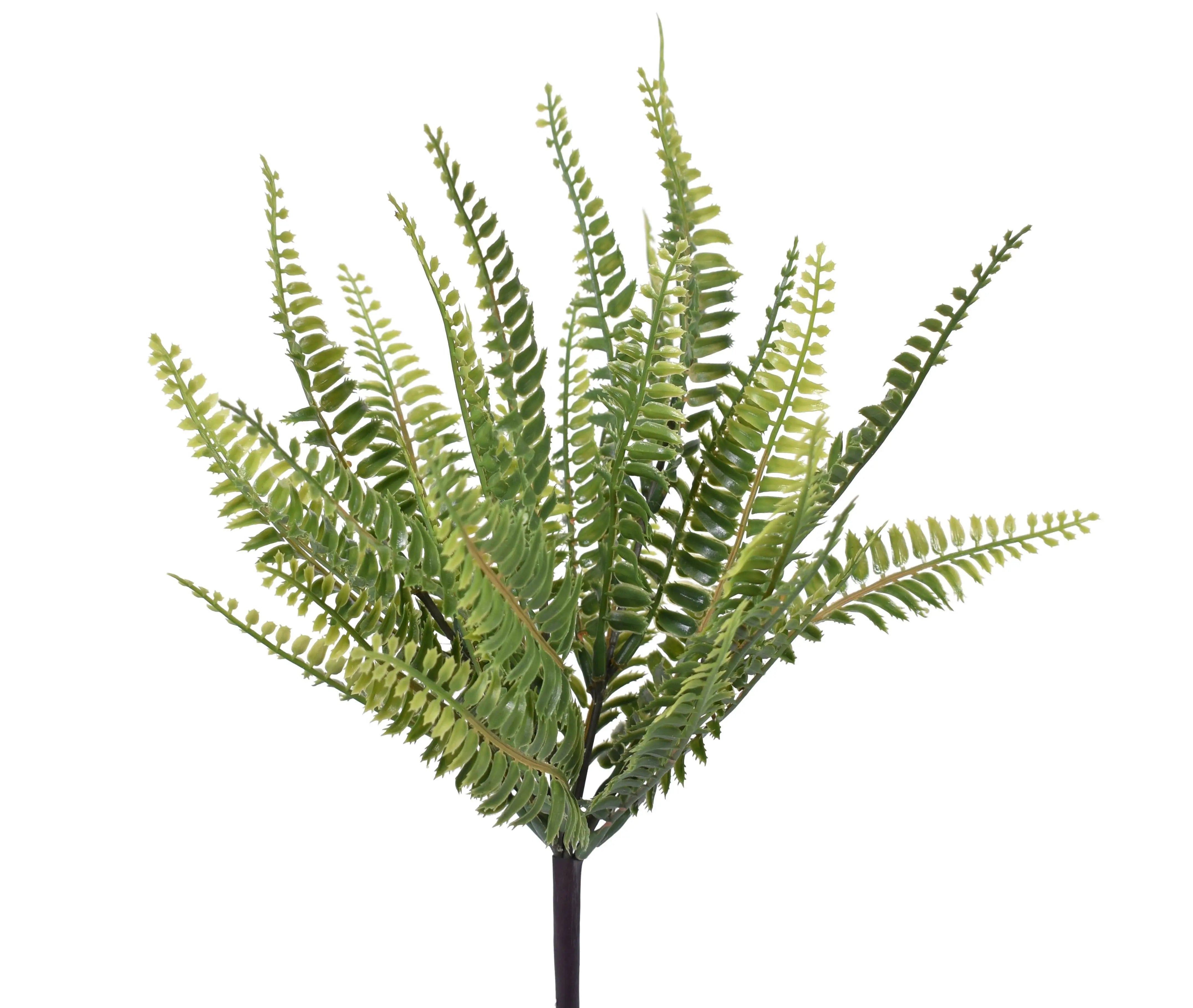 12" Boston Fern – Greenhouse Home