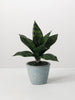 Potted Sansevieria, [product_price]- Greenhouse Home