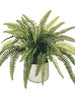 Potted Fern, [product_price]- Greenhouse Home