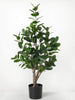 Potted Rubber Tree, [product_price]- Greenhouse Home