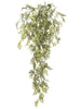 Wisteria Mini Vine, [product_price]- Greenhouse Home