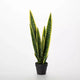 2' Potted Sansevieria Plant Sullivans