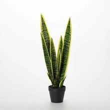 2' Potted Sansevieria Plant Sullivans