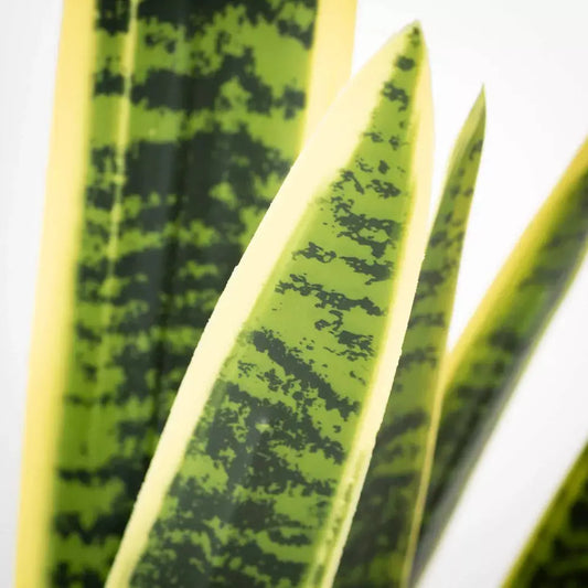2' Potted Sansevieria Plant Sullivans