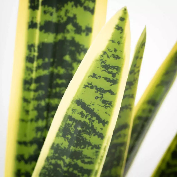 2' Potted Sansevieria Plant Sullivans