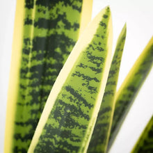 2' Potted Sansevieria Plant Sullivans
