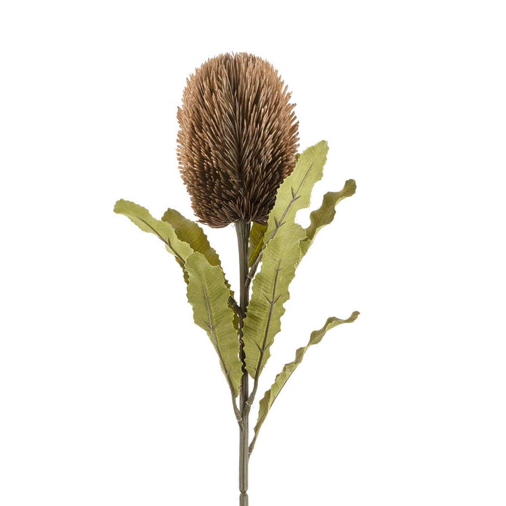 Banksia Floral Stem Brown