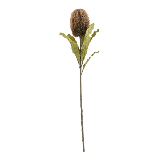 Banksia Floral Stem Brown
