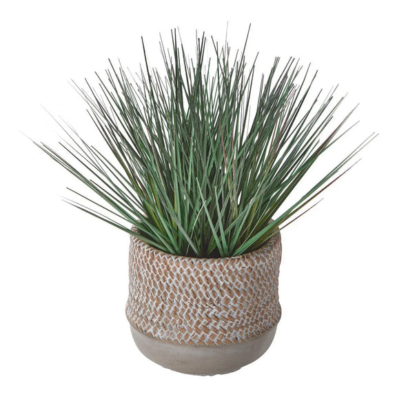 Baja Potted Grass - Greenhouse Home