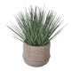 Baja Potted Grass - Greenhouse Home