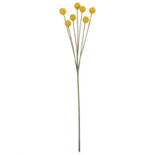 Billy Button Stem - Greenhouse Home