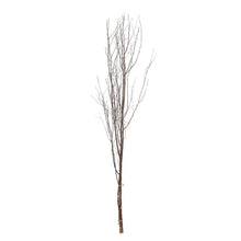 Birch Branch Bundle, 72" - Greenhouse Home