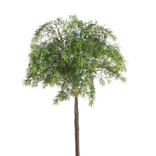 Blue Berry & Cedar Bundle Raz Imports