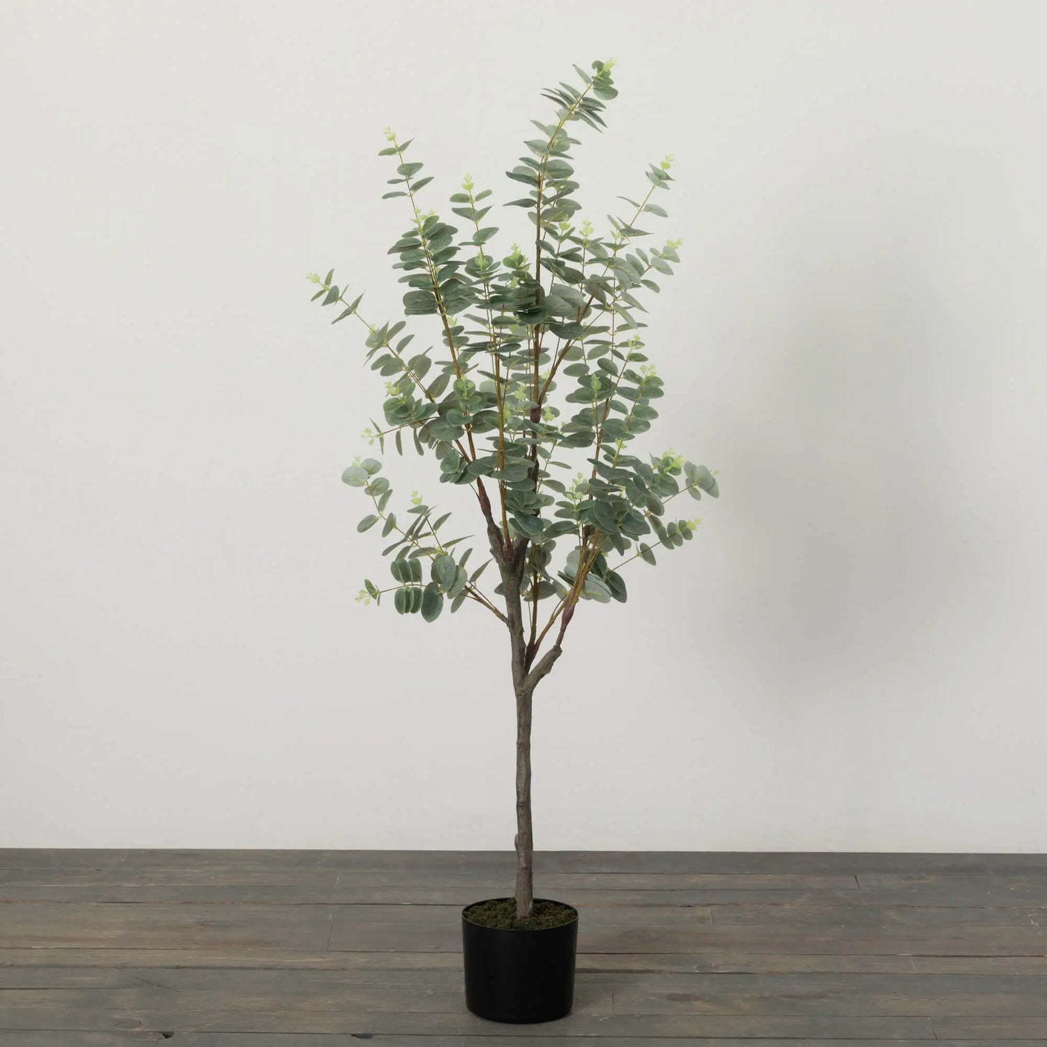 Eucalyptus Tree Sullivans