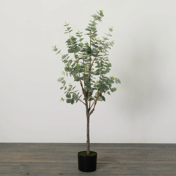 Eucalyptus Tree Sullivans