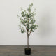Eucalyptus Tree Sullivans