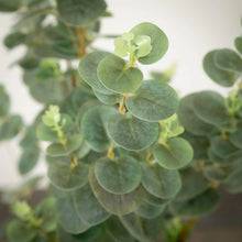 Eucalyptus Tree Sullivans