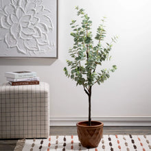 Eucalyptus Tree Sullivans