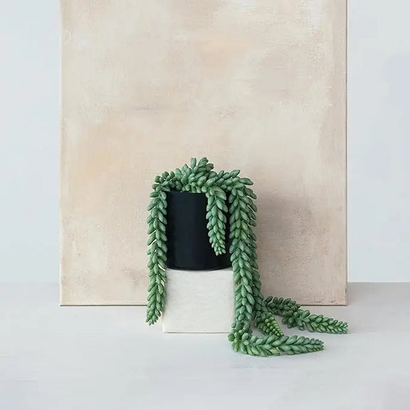 Faux Donkey Tail Plant Greenhouse Home