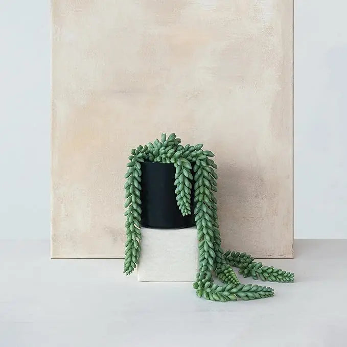 Faux Donkey Tail Plant Greenhouse Home
