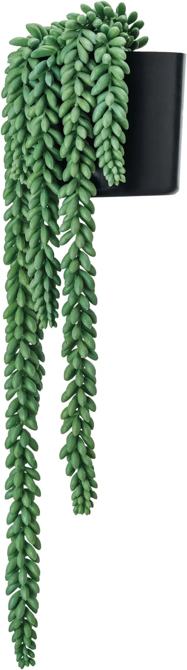 Faux Donkey Tail Plant Greenhouse Home