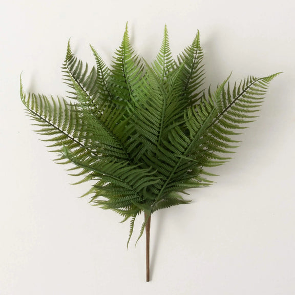 Fern Bush, [product_price]- Greenhouse Home