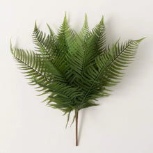 Fern Bush, [product_price]- Greenhouse Home