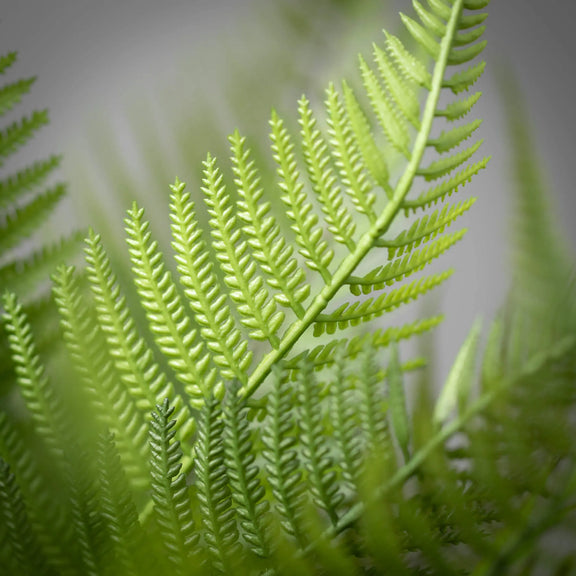 Fern Bush, [product_price]- Greenhouse Home
