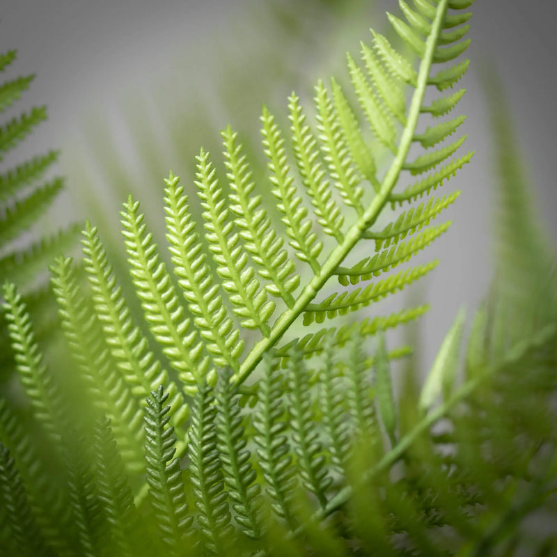 Fern Bush, [product_price]- Greenhouse Home