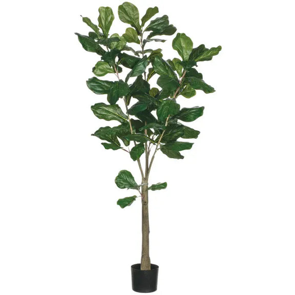 Fiddle Leaf Tree Sullivans