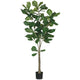 Fiddle Leaf Tree Sullivans