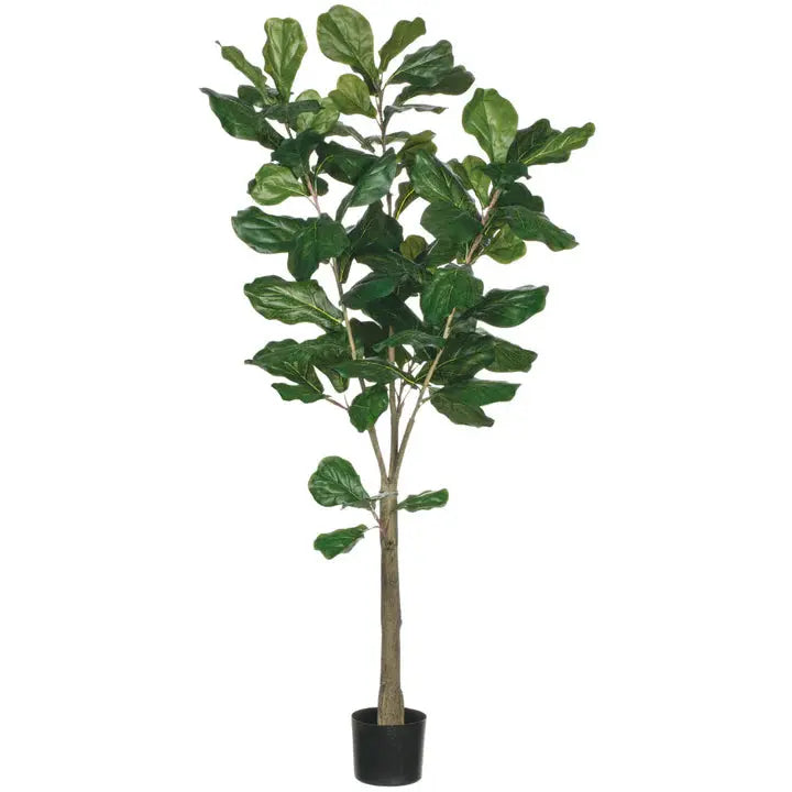 Fiddle Leaf Tree Sullivans