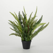 Lush Black Potted Fern Sullivans