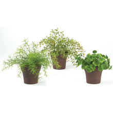 Mini Foliage Plant Sullivans
