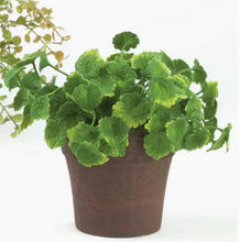 Mini Foliage Plant Sullivans