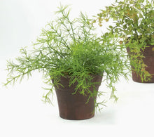 Mini Foliage Plant Sullivans