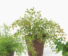 Mini Foliage Plant Sullivans