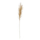 Pampas Grass Branch Greenhouse Home