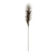 Pampas Grass Branch Greenhouse Home