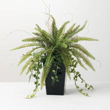 Potted Fern Arrangement Sullivans