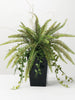 Potted Fern Arrangement Sullivans