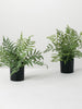 Potted Ferns, Assorted Sullivans