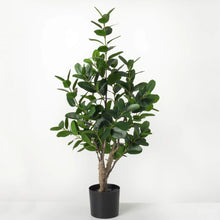 Potted Rubber Tree, [product_price]- Greenhouse Home
