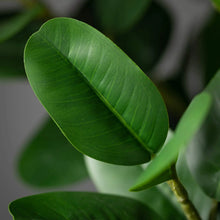 Potted Rubber Tree, [product_price]- Greenhouse Home
