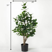 Potted Rubber Tree, [product_price]- Greenhouse Home