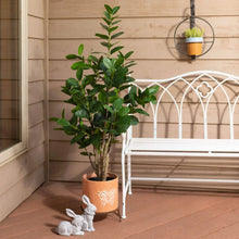 Potted Rubber Tree, [product_price]- Greenhouse Home