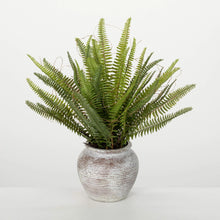Rustic Potted Fern Sullivans
