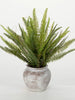 Rustic Potted Fern Sullivans