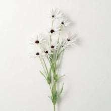 White Daisy Stem Sullivans