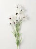 White Daisy Stem Sullivans